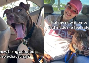 ‘Nervous’ Rescue Dog Isn’t Scared to Be Out in the World After Adoption