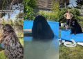 Dogs Get Ultimate Pool Upgrade Just in Time for Summer