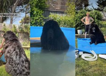 Dogs Get Ultimate Pool Upgrade Just in Time for Summer