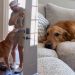 Golden Retriever Meets Little Puppy & Their Worlds Finally Become One