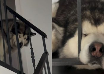 Dog Is Too Sleepy To Come Down Stairs To Go for Walk