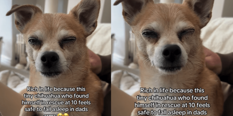 Senior Dog Found in Rescue at 10 Now Feels Safe To Fall Asleep in Dad Arms