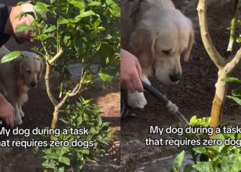 Dog Loves To ‘Supervise’ Owner in Different Tasks