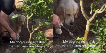 Dog Loves To ‘Supervise’ Owner in Different Tasks