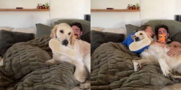 Golden Retriever Won’t Let Owners Hang Out by Themselves