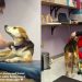 Paralyzed Foster Dog Melts Being Cared for in Rehab, Shows She’s Not Giving Up