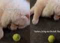 Chow Chow Has Found a Way To Play ‘Laziest Fetch’