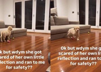 Golden Retriever Knows Mom Will Keep Her Safe, Runs to Her When Scared