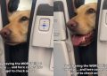 Dog Offers Hand to ‘Anxious’ Passenger on Flight Like He Knew She Needed It