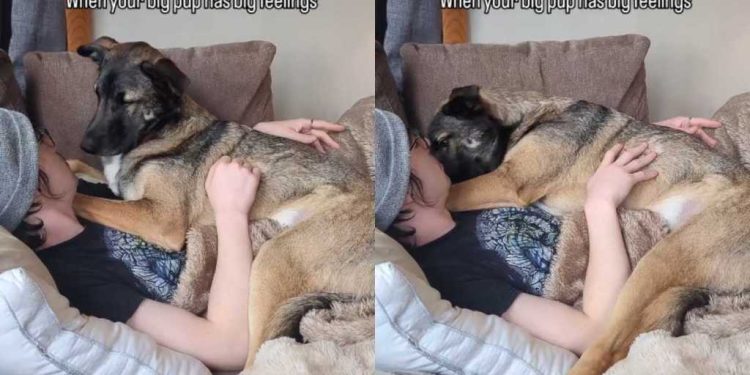 Rescue Dog With Big Feelings Turns Into a Baby, Needs Cuddles From Dad