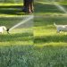 Labrador Puppy Experiences Sprinkler for First Time