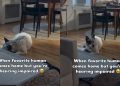 Deaf Rescue Dog Doesn’t Hear Dad Come Home, but Wiggles After Seeing Him