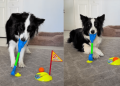 Dog Aces a Game of Mini Golf at Home