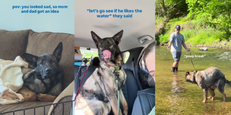 Rescue Dog Looks Sad, So Mom & Dad Decide To Give Him the Best Day Ever