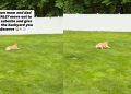 Dog Has Best Day Ever Exploring a Huge New Backyard