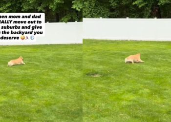 Dog Has Best Day Ever Exploring a Huge New Backyard