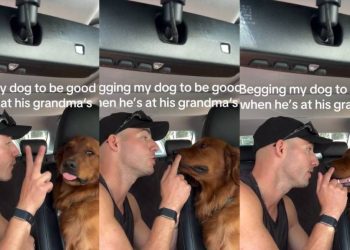 Golden Retriever Couldn’t Care Less About Dad’s Rules at Grandma’s