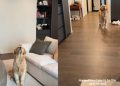 This Golden Retriever Never Seems To Miss a Catch