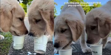 Puppy & Furry Brother Try Pup Cups for First Time & Love It