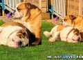 Dogs Absolutely Love to Bask in Sun Together