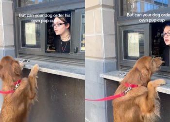 Golden Retriever Successfully Orders His Own Pup Cup