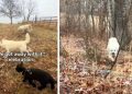 2 Dogs & a Lamb Join Forces for Misadventures on Their Farm