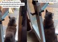 Rescue Dog Once Lived on Streets Now Enjoys Rain From a Home That’s Her Own