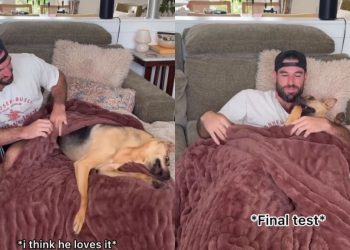 Rescue Dog Definitely Approves of New ‘Cuddle Blankie’ His Dad Got for Them