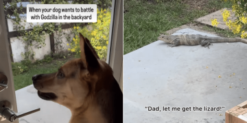 Rescue Dog Thinks He Can Take on a Lizard, Dad Disagrees