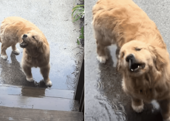 Golden Retriever Has a Strategy to Catch Raindrops