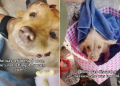 Dog ‘Discarded’ for ‘Too Old’ Now Has a Forever Home Ready for Her