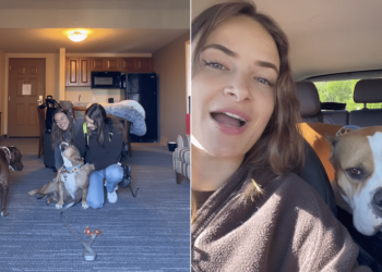 Rescue Dog Has a Forever Home Now, but Saying Goodbye To Foster Mom Is Hard