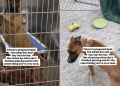 Shelter Dog up for Adoption Understands Toys Are Too Valuable, So She Does This