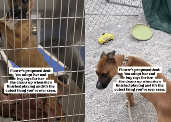 Shelter Dog up for Adoption Understands Toys Are Too Valuable, So She Does This