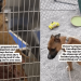 Shelter Dog up for Adoption Understands Toys Are Too Valuable, So She Does This