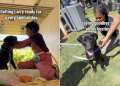 Shelter Dog Spends Day With New People, Not Knowing He’s Found Forever Family