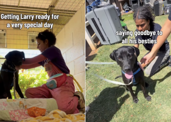 Shelter Dog Spends Day With New People, Not Knowing He’s Found Forever Family