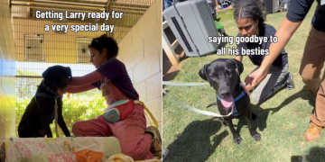 Shelter Dog Spends Day With New People, Not Knowing He’s Found Forever Family