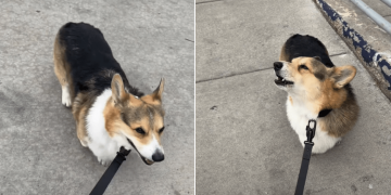 Corgi’s Perfect Firetruck Impression Has the Internet Obsessed