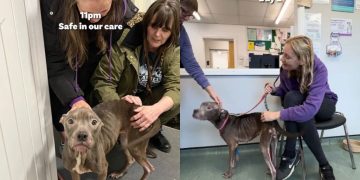 Abandoned Rescue Dog Takes Weeks To Heal but Wags Tail Like Nothing Happened