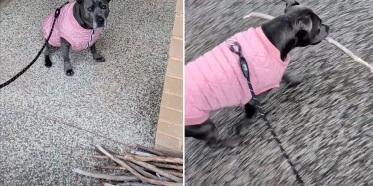 Dog Had To Make ‘Tough Decision’ at Stick Library