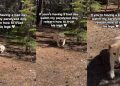 Paralyzed Dog Relearns How To Trust His Legs Again, One Wobbly Step at a Time