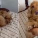 Dog Looks Like Little ‘Croissant’ & Mom Can’t Handle Cuteness
