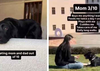 Labrador’s Ratings for Mom & Dad Differ Greatly & It’s Relatable