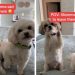 Dogs’ Cute Head & Paw Gestures Make It Hard for Mom To Leave
