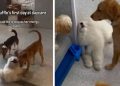 Puppy Pretends Not To See Owners To Avoid Leaving Daycare