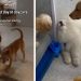 Puppy Pretends Not To See Owners To Avoid Leaving Daycare