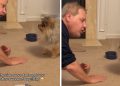 Dog & Grandpa’s Conversation Is Proof That They Share Special Bond