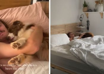 Dog Still Cuddles With Dad in Bed the Same Way She Used to as a Little Pup
