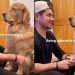 Dog Can’t Keep Eyes Open as He Enjoys Dad Brushing His Hair